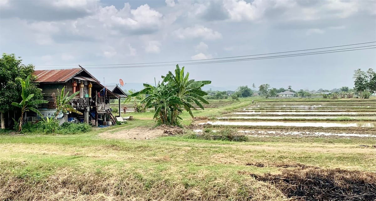 dans les rizières près de Chang Raï