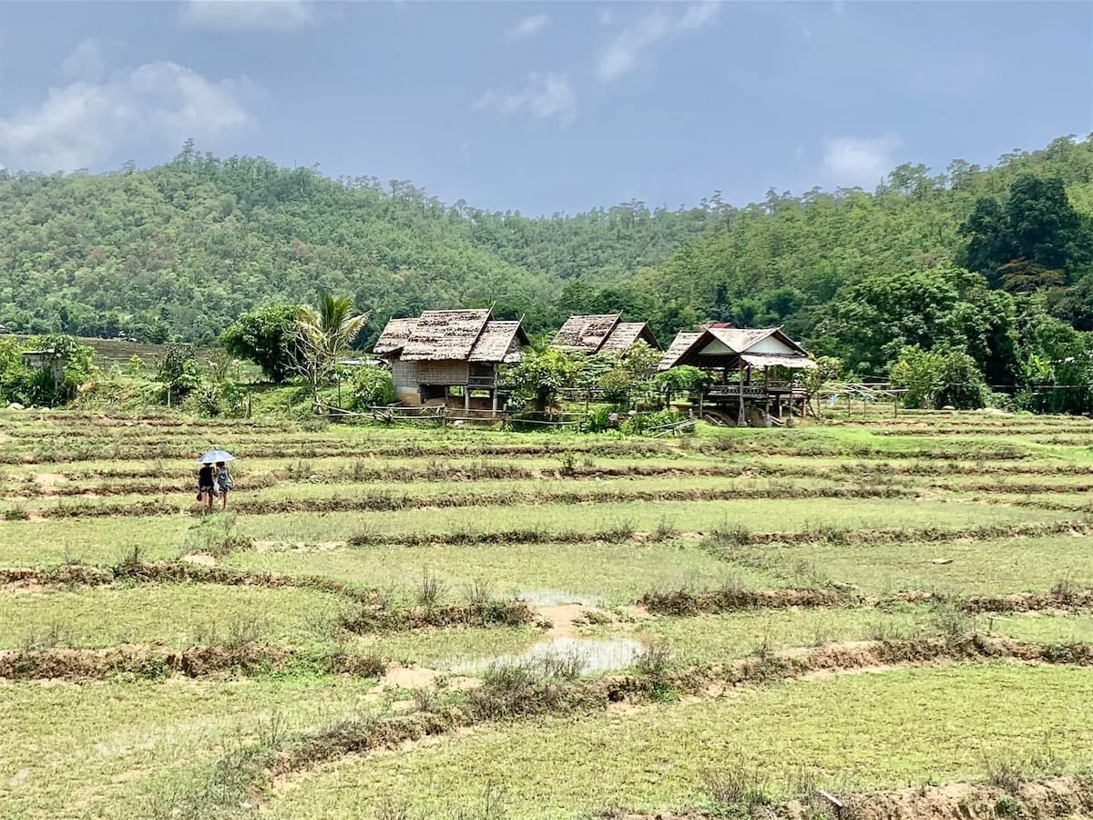 paysages de rizières