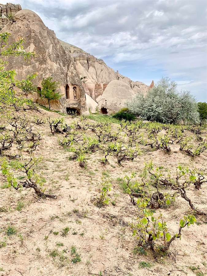 vignes, environs de Göreme, Cappadoce
