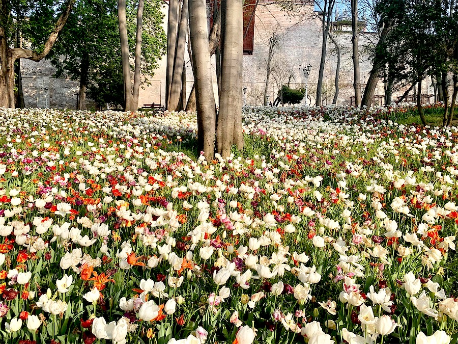 Istanbul - tulipes