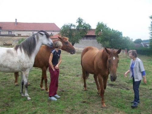 Août 2010 - Val de Vesle. Faline la jument et ses copines.